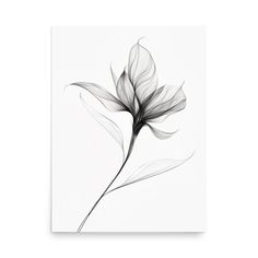 a black and white photo of a single flower on a white background is featured in the image