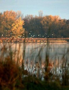 a lake with trees in the background