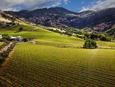 an aerial view of a vineyard with mountains in the background and clouds in the sky