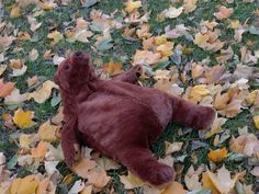 a brown teddy bear laying on top of leaves in the grass with it's eyes closed