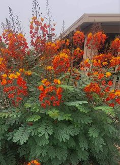 orange and yellow flowers in front of a building