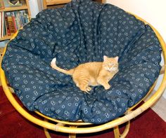 an orange cat sitting on top of a blue chair