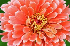 an orange flower with yellow stamens in the center