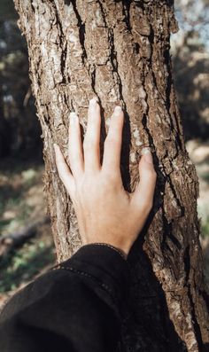 a person's hand on the trunk of a tree