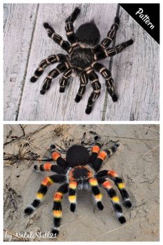 two pictures of different types of spiders on the same page, one is black and orange