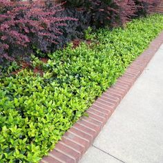 Asiatic Jasmine Jasmine Ground Cover, Asiatic Jasmine, Evergreens For Shade, Small Evergreen Shrubs, Fast Growing Evergreens, Module Design, Evergreen Vines, Jasmine Plant, Covered Garden