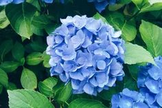 blue flowers with green leaves surrounding them