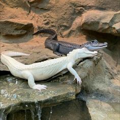 two alligators sitting on top of a rock next to a waterfall