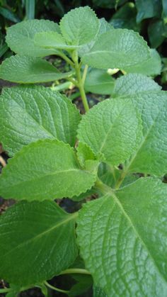 a green plant with large leaves on it