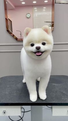 a small white dog standing on top of a table in front of a mirror with it's tongue hanging out