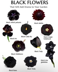 black flowers that will add drama to your garden