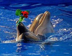 two dolphins in the water with one holding a flower