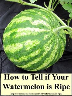 a watermelon is ripe and ready to be picked from the garden with text overlay that reads, how to tell if your watermelon is ripe