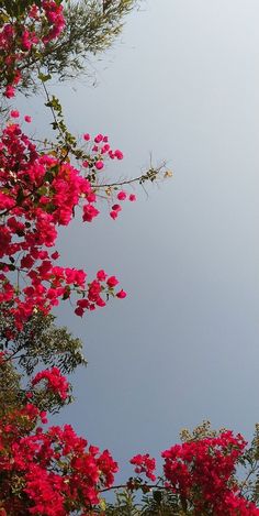 pink flowers are blooming on the branches of trees in front of a blue sky