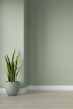 a potted plant sitting on top of a wooden floor next to a green wall