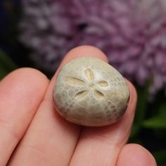 a hand holding a rock with a flower in the middle and purple flowers behind it