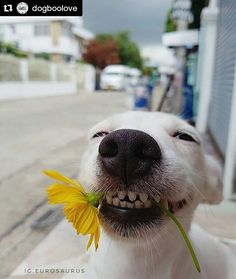 a white dog with a yellow flower in its mouth