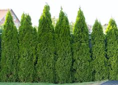 a group of trees that are next to each other in front of a fence and grass area