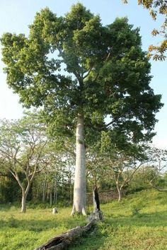 a large tree sitting in the middle of a lush green field next to a forest