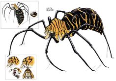 a drawing of a tiger spider with different stages