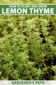 A close up vertical image of lemon thyme (Thymus Citriodorus) growing in the garden. To the top and bottom of the frame is green and white printed text. Lemon Thyme Plant, Lemon Thyme, Lemon Thyme Recipes, Thyme Herb, How To Grow Lemon, Perennial Herbs