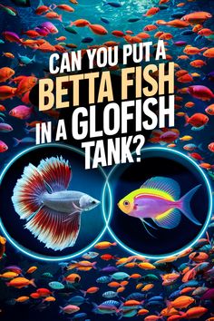 an advertisement for betta fish in a glofish tank with the caption can you put a betta fish in a glofish tank?