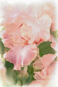 a pink flower with green leaves on it