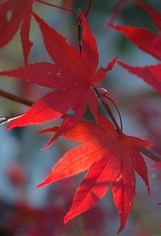 red leaves are hanging from a tree branch in the fall or early afternoon sun,