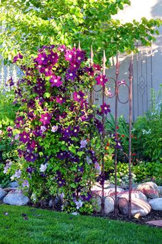 purple flowers are growing on the side of a fenced in area with rocks and grass