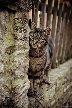 a cat standing on top of a stone wall next to a wooden fence and looking at the camera