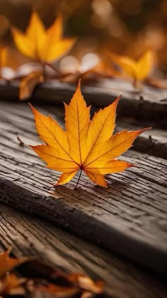 an orange maple leaf laying on top of a wooden table next to other autumn leaves