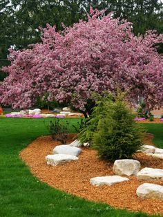 a tree with pink flowers and rocks in the grass