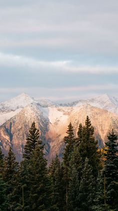 the mountains are covered in snow and pine trees, as seen from an overlook point