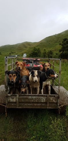 a group of dogs sitting in the back of a truck on top of a lush green field