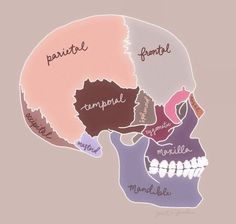 there are three sections of the skull labeled in different colors and names on each side