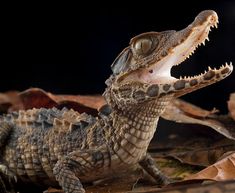 a close up of a small alligator with its mouth open