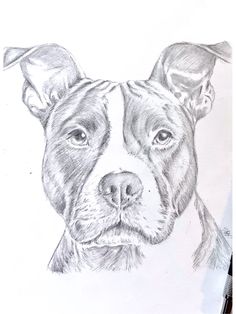 a pencil drawing of a dog's face