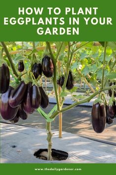 an eggplant plant with the title how to plant eggplants in your garden