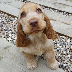 a brown and white dog sitting on top of wooden steps