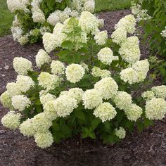 some white flowers are growing in the dirt