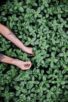 two people standing on top of a lush green plant covered in lots of small leaves