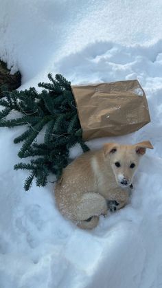 a dog laying in the snow next to a bag