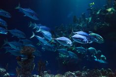 a large aquarium filled with lots of fish