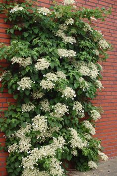 Climbing Hydrangea Seeds, Vine/Climber,Groundcover - Caribbeangardenseed Climbing Hydrangea Vine, Hydrangea Vine, Hydrangea Seeds, Hydrangea Petiolaris, Climbing Hydrangea, Flowers Growing, Garden Vines, Climbing Vines, Olive Garden