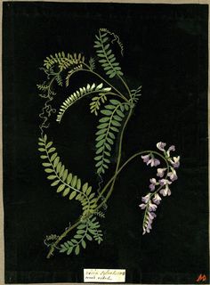 an image of some flowers and leaves on a black background with the word love written below it