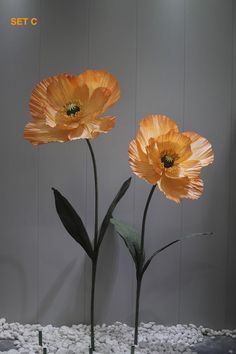 two orange flowers sitting on top of a white rock covered ground next to each other