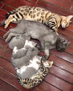 several kittens are huddled together on the floor