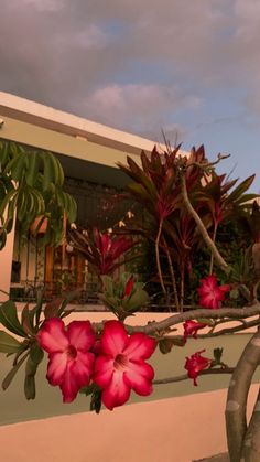 red flowers are growing on the branches of a tree in front of a pink building