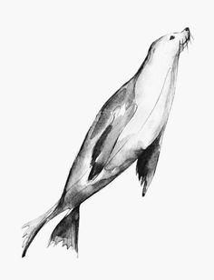 a black and white drawing of a sea lion