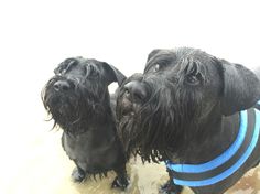 two black dogs standing next to each other in the water with blue collars on